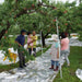 日本新潟笠原農園桃（箱）（1盒）