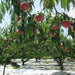 Japan Yamanashi Ohtouryou Peach (Case)  (1box)