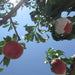 Japan Yamanashi Ohtouryou Peach (Case)  (1box)