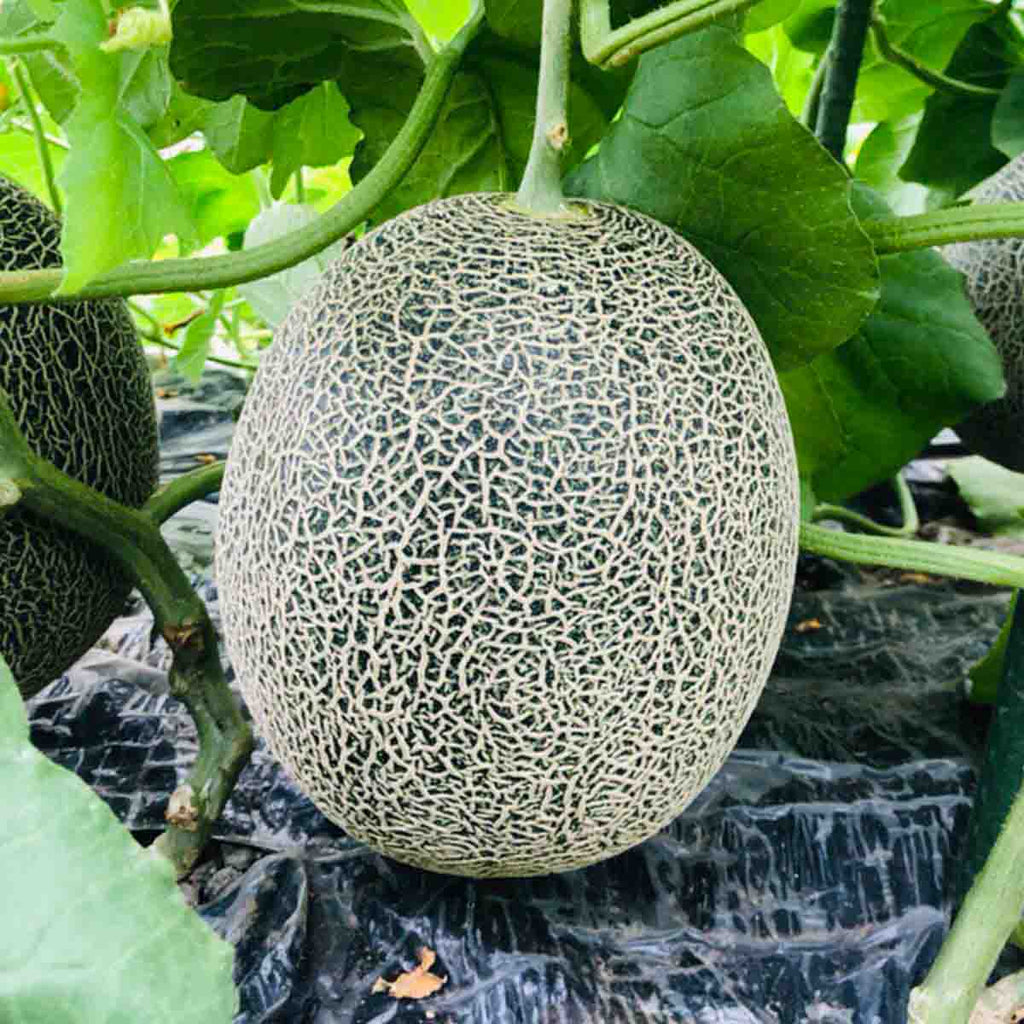 Japan Matsumoto Farm Higo Green Melon (2-2.5kg/pc)