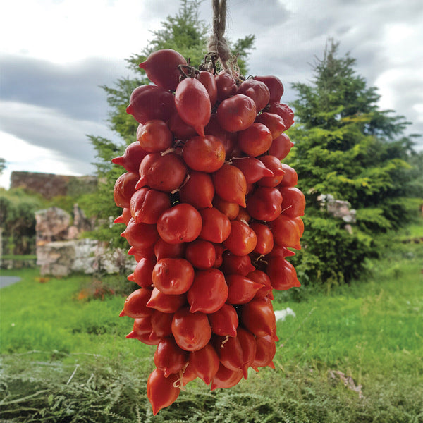 Italian Vesuvio Piennolo Red Cherry Tomato (1.8kg above)